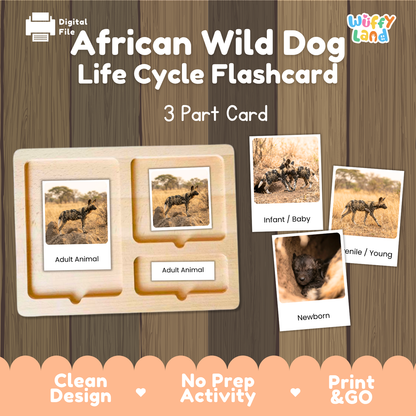 African Wild Dog Life Cycle Flashcard set by Wiffy Land, featuring a wooden 3-part card tray with labeled sections for Adult Animal, Infant/Baby, and Newborn, alongside sample flashcards showing photos of wild dogs in different life stages on a wood-textured background.