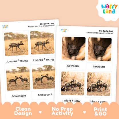 African Wild Dog Life Cycle Flashcards | 3 Part Cards Biology Activity