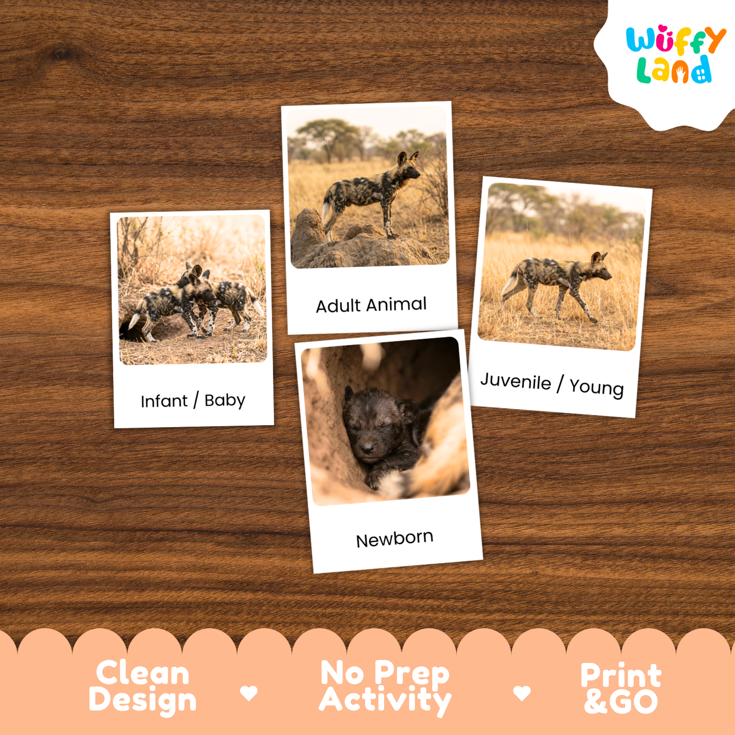 Four educational animal identification cards showing different stages of a wild dog (infant, adult, juvenile, newborn) arranged on a brown wood-grain background. The brand logo 'Wuffy Land' is visible in the top right corner.