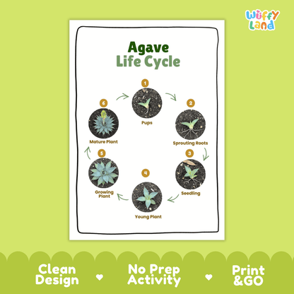 Agave Lifecycle Poster and Cut and Paste Activity Worksheets | Plant Science Printables