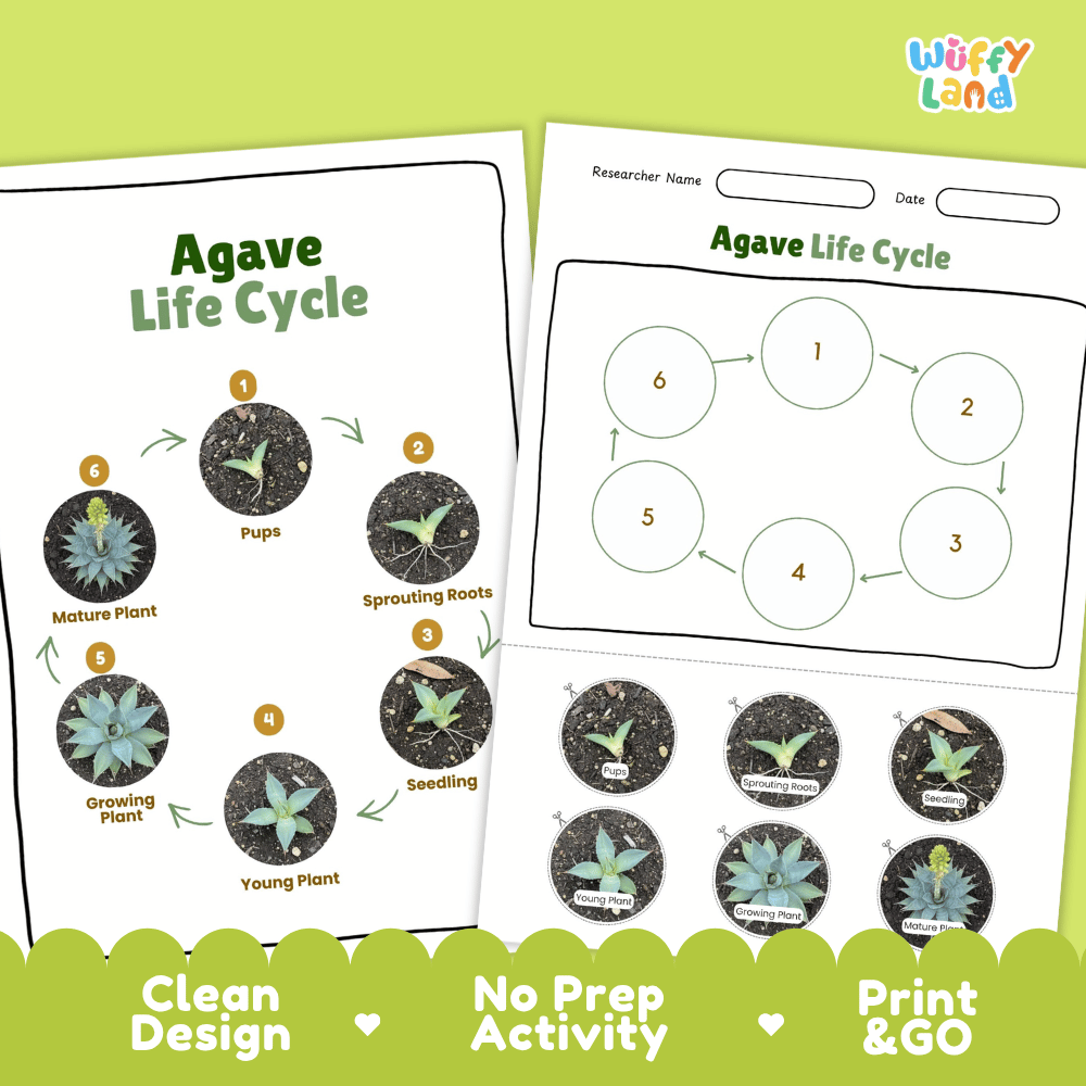 Agave Lifecycle Poster and Cut and Paste Activity Worksheets | Plant Science Printables