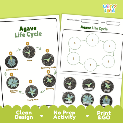 Agave Lifecycle Poster and Cut and Paste Activity Worksheets | Plant Science Printables