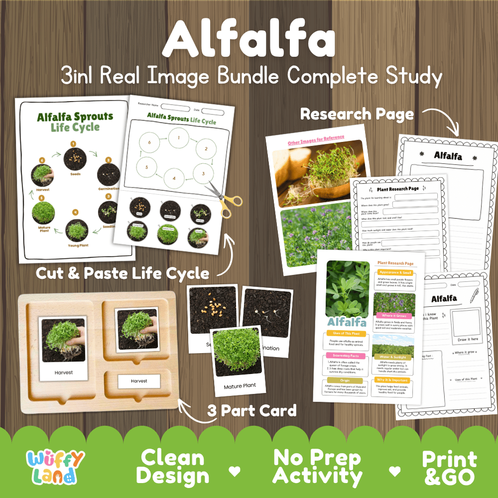 Alfalfa plant 3in1 real image bundle complete study printable featuring life cycle cut and paste worksheets, Montessori 3-part cards, and research pages