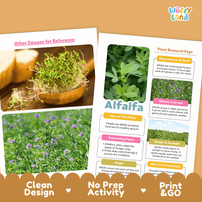 Alfalfa Plant Research Page Worksheets and Information Poster