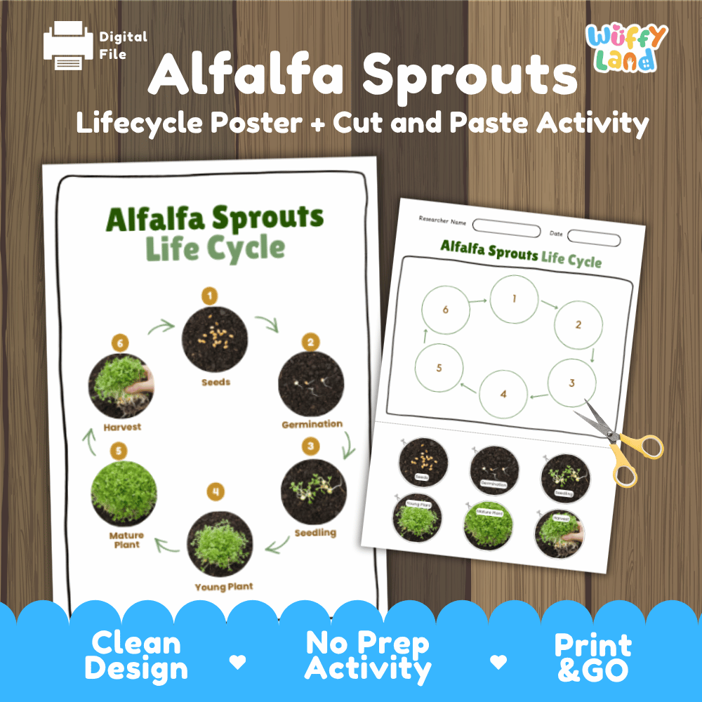 Alfalfa Sprouts Lifecycle Poster and Cut and Paste Activity Worksheets | Plant Science Printables