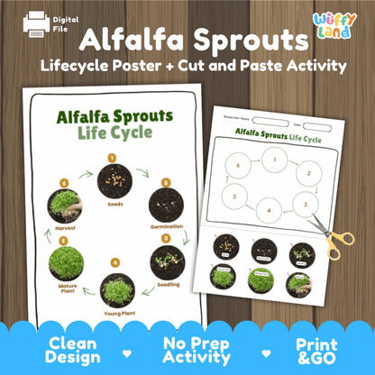 Alfalfa Sprouts Lifecycle Poster and Cut and Paste Activity Worksheets | Plant Science Printables
