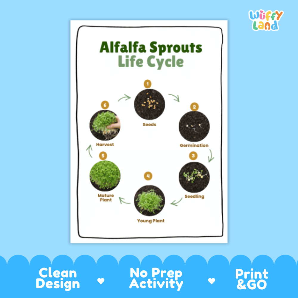 Alfalfa Sprouts Lifecycle Poster and Cut and Paste Activity Worksheets | Plant Science Printables