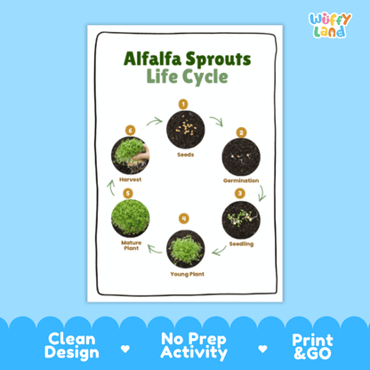 Alfalfa Sprouts Lifecycle Poster and Cut and Paste Activity Worksheets | Plant Science Printables