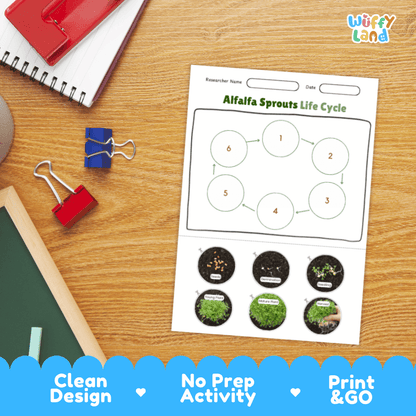 Alfalfa Sprouts Lifecycle Poster and Cut and Paste Activity Worksheets | Plant Science Printables
