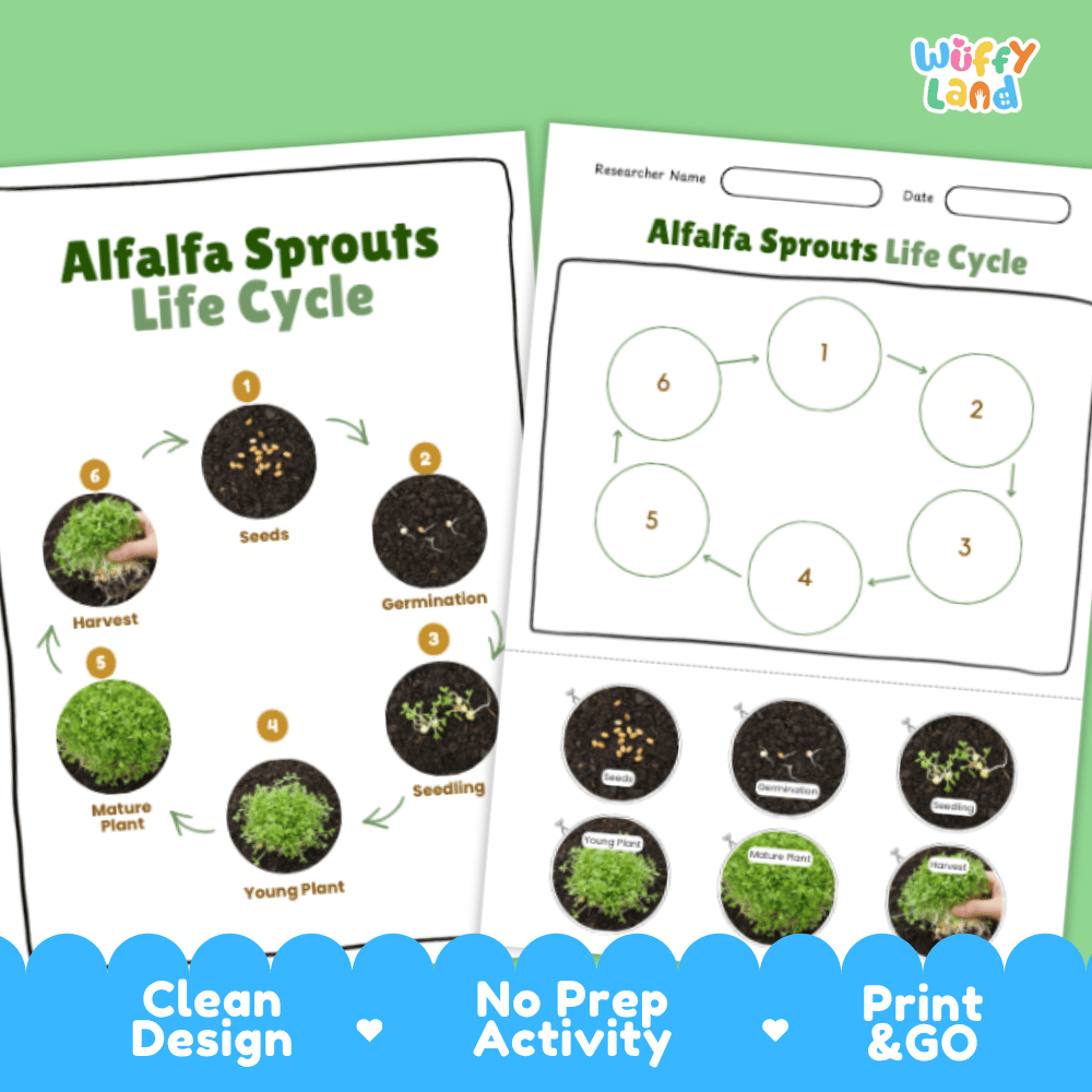 Alfalfa Sprouts Lifecycle Poster and Cut and Paste Activity Worksheets | Plant Science Printables