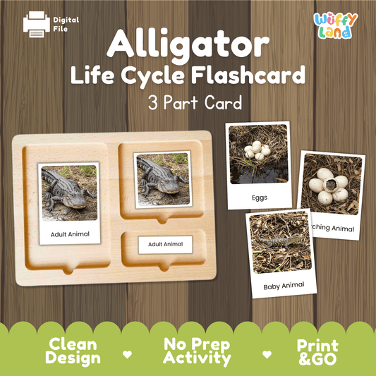 Montessori 3-part photo cards for alligator life cycle shown on wooden tray paired with animal research report worksheets and reference photo page