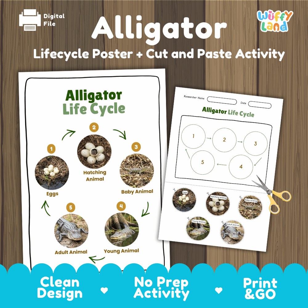 Alligator Lifecycle Poster and Cut and Paste Activity Worksheets | Reptile Science Printables