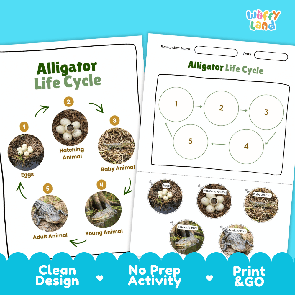 Alligator Lifecycle Poster and Cut and Paste Activity Worksheets | Reptile Science Printables