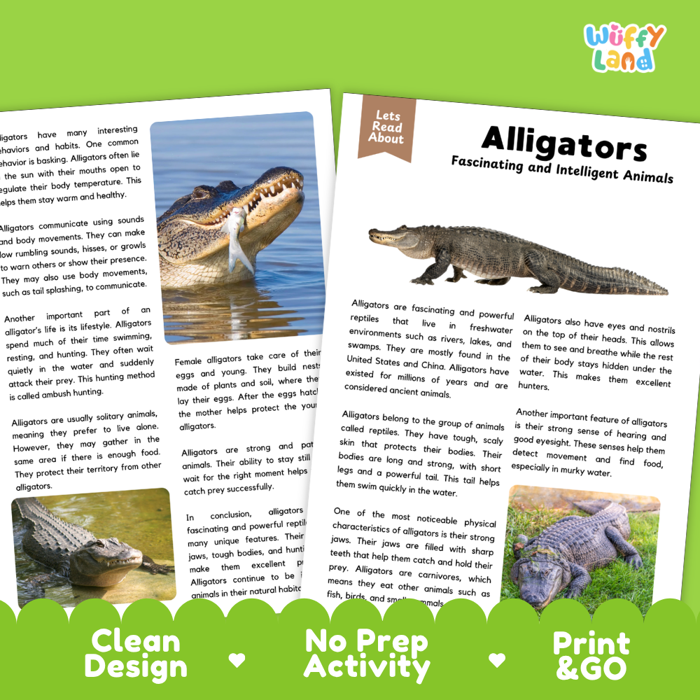 An educational activity booklet about alligators, shown as a double-page spread with a large photo of a green alligator on the left page and text reading 'Let's Read About Alligators Fascinating and Intelligent Animals' on the right page. The booklet is displayed on a white background with a green banner at the bottom that reads 'Clean Design No Prep Activity Print & GO' and a small 'wuffly land' logo in the top right corner.