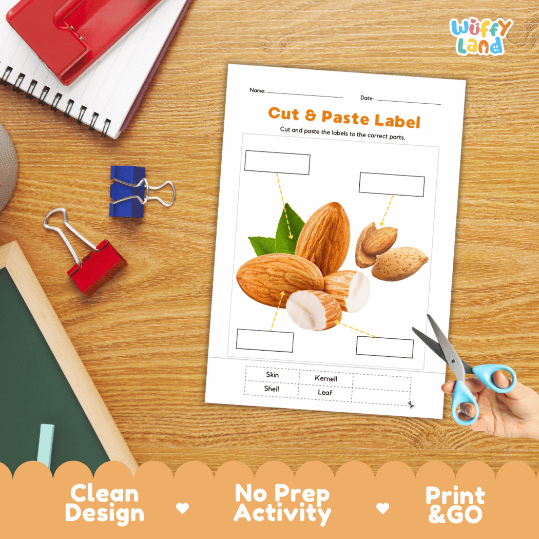 Differentiated almond fruit and seed labeling worksheets featuring write-in callout boxes and vocabulary word bank