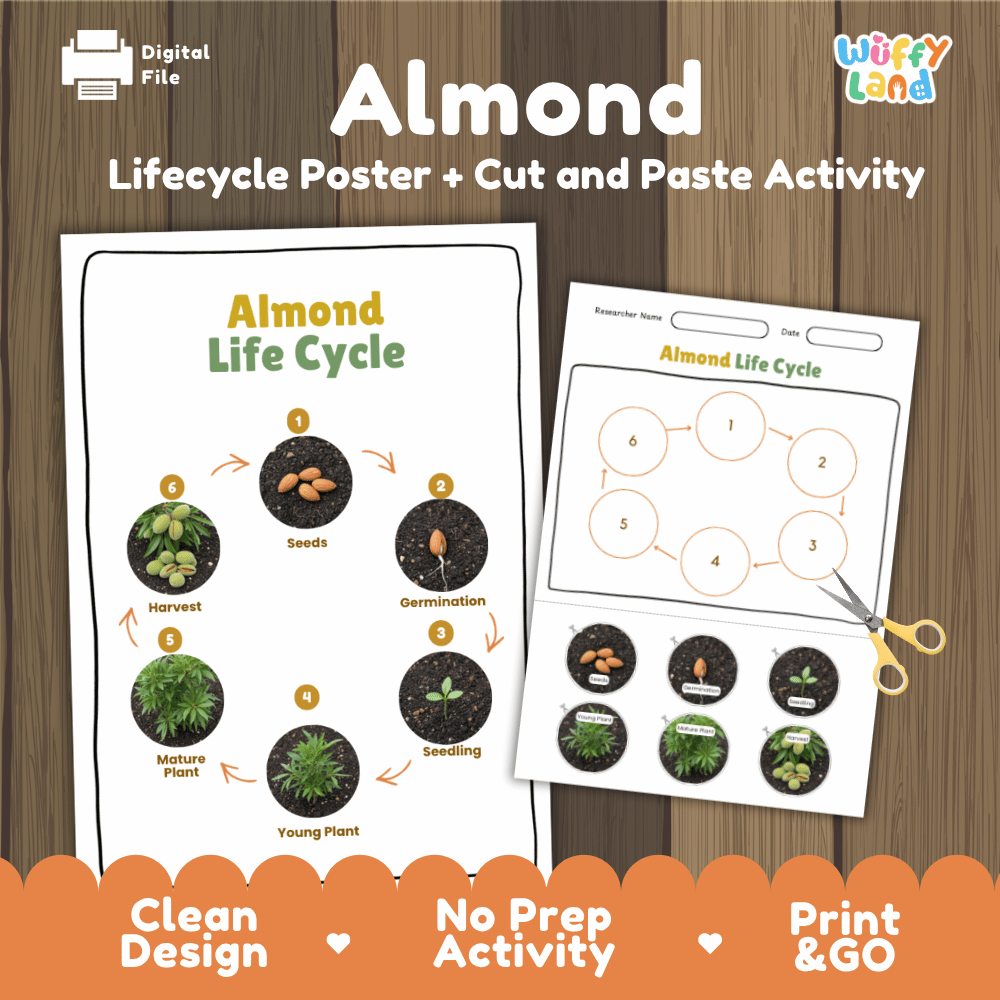 Almond Lifecycle Poster and Cut and Paste Activity Worksheets | Plant Science Printables
