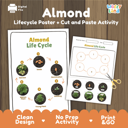 Almond Lifecycle Poster and Cut and Paste Activity Worksheets | Plant Science Printables