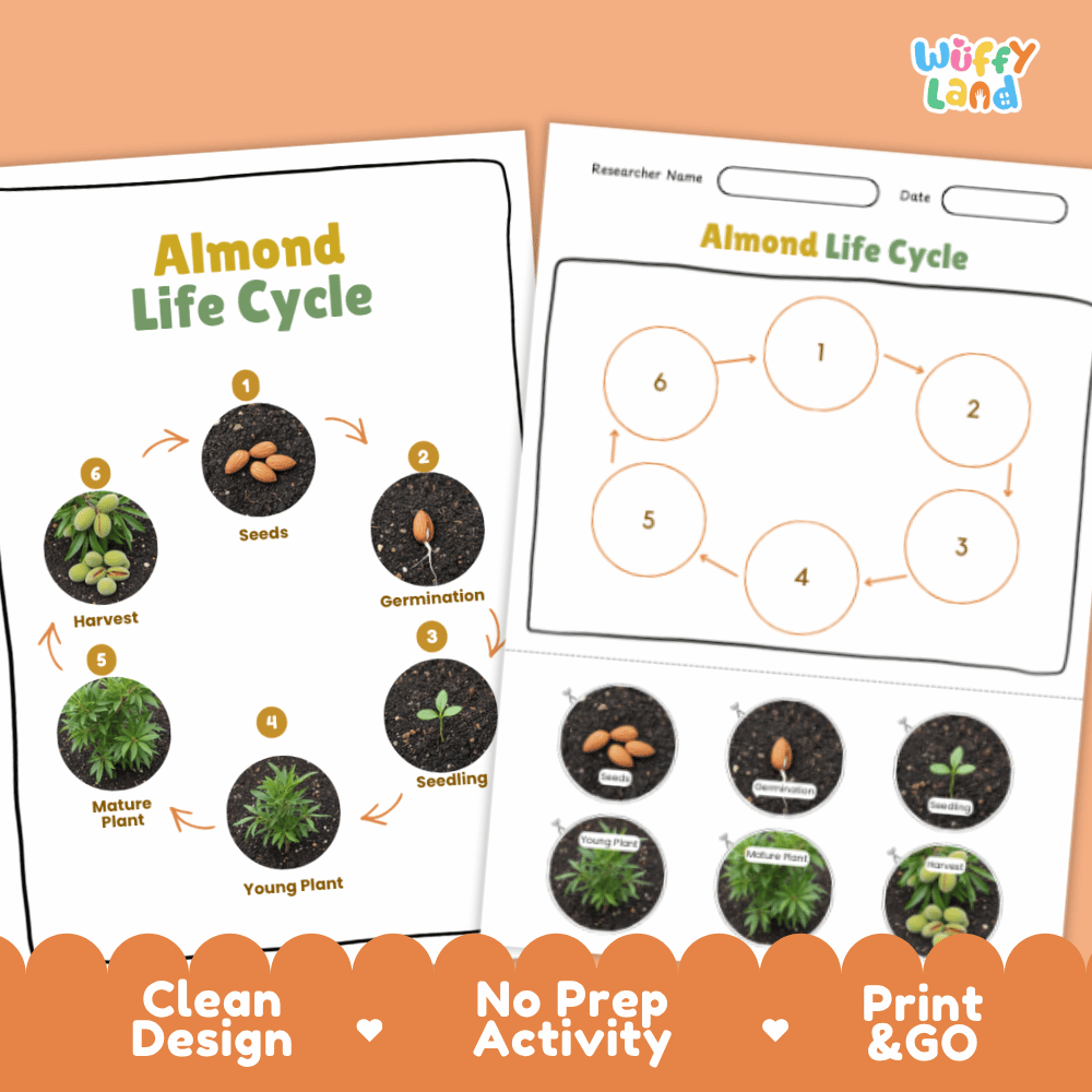 Almond Lifecycle Poster and Cut and Paste Activity Worksheets | Plant Science Printables