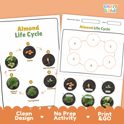 Almond Lifecycle Poster and Cut and Paste Activity Worksheets | Plant Science Printables