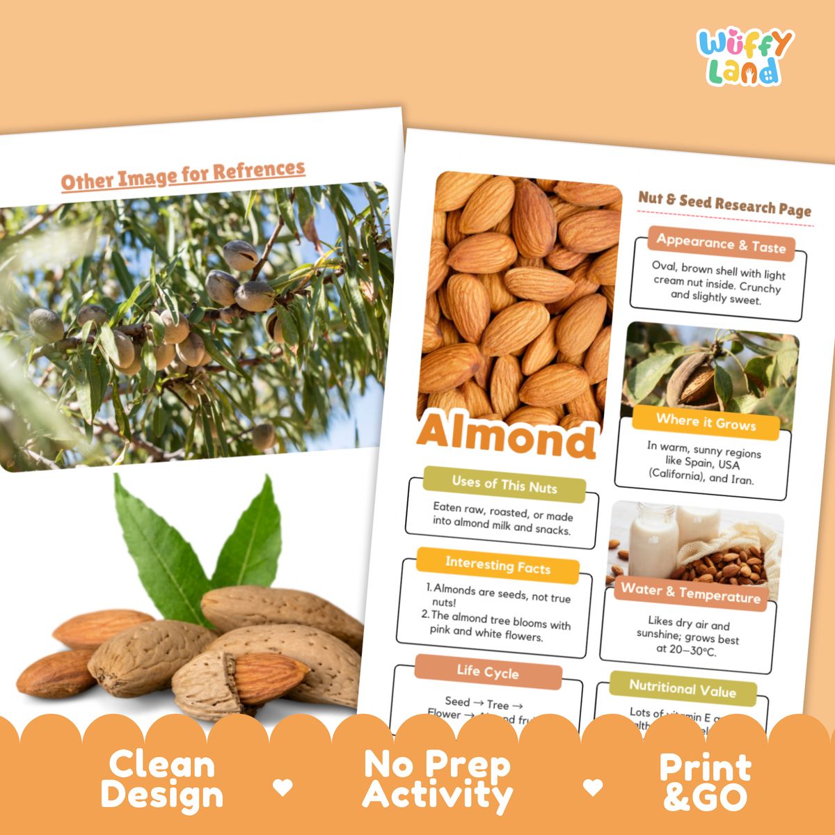 A printed educational poster about almonds displayed on a peach-colored background, with sample photo inserts and text sections about almond facts, uses, and growth. The image includes promotional text at the bottom reading 'Clean Design', 'No Prep Activity', and 'Print & GO'.
