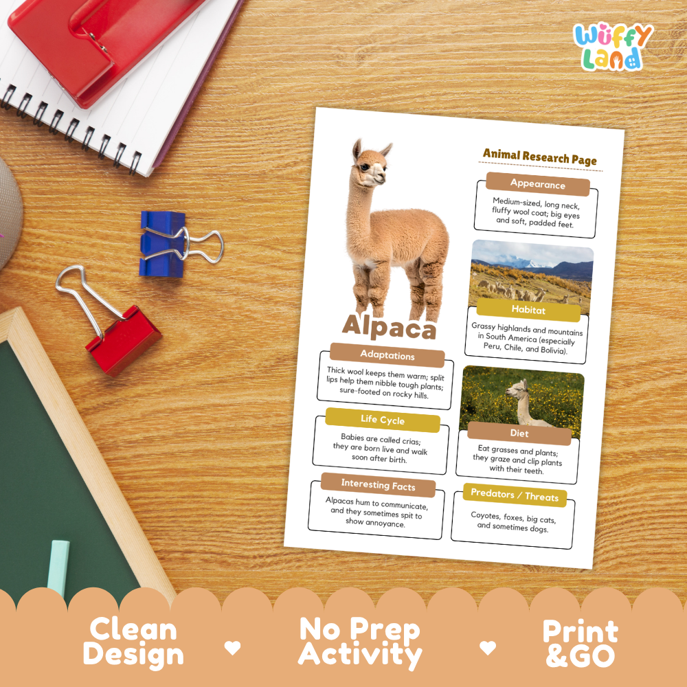 An educational animal research page about an alpaca is displayed on a wooden desk. The printed page features a large alpaca photo and text sections on habitat, adaptations, life cycle, diet, and interesting facts.