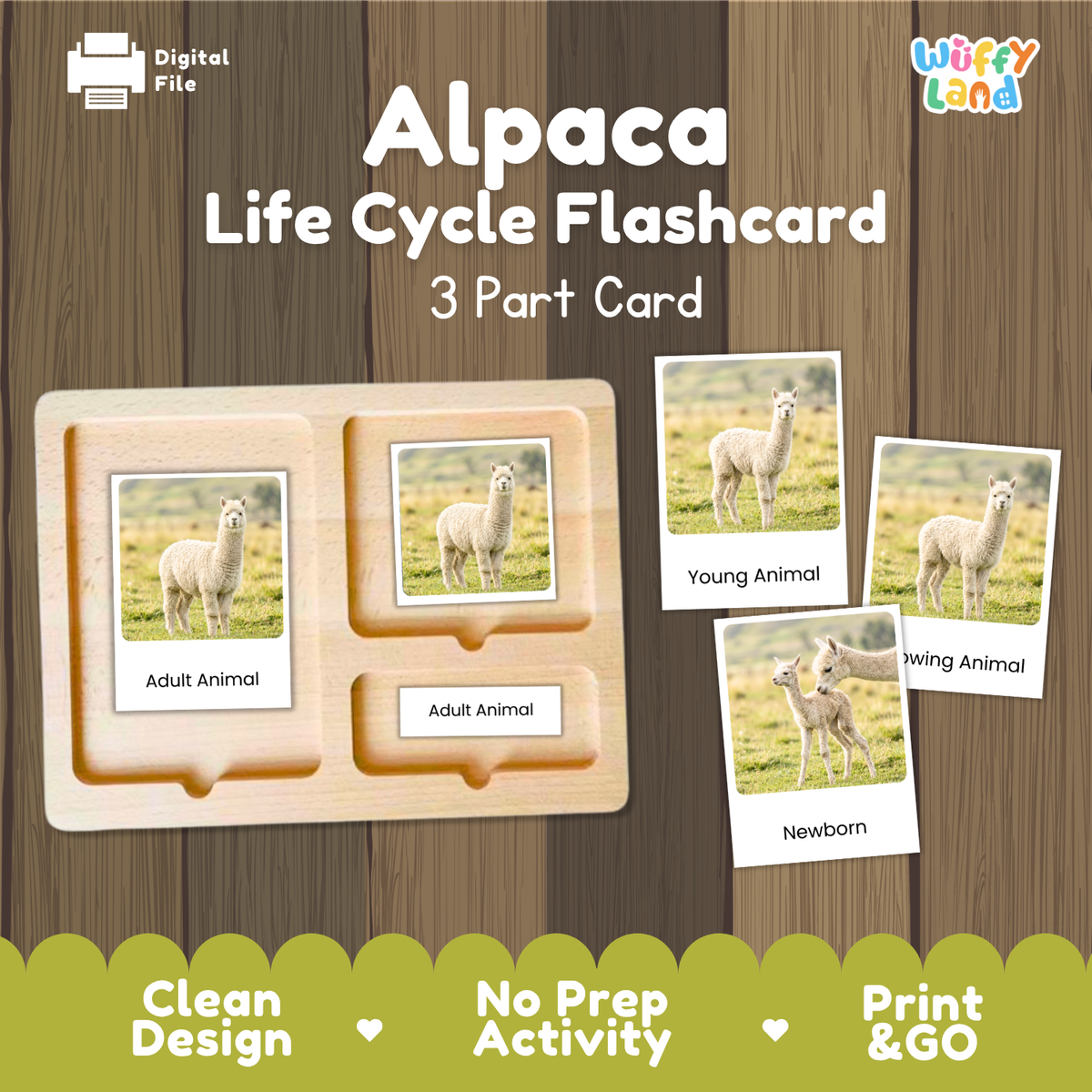 Alpaca Life Cycle Flashcard set by Wiffy Land, featuring a 3-part wooden card tray and sample flashcards showing young, adult, and newborn alpaca photos on a wood-textured background.