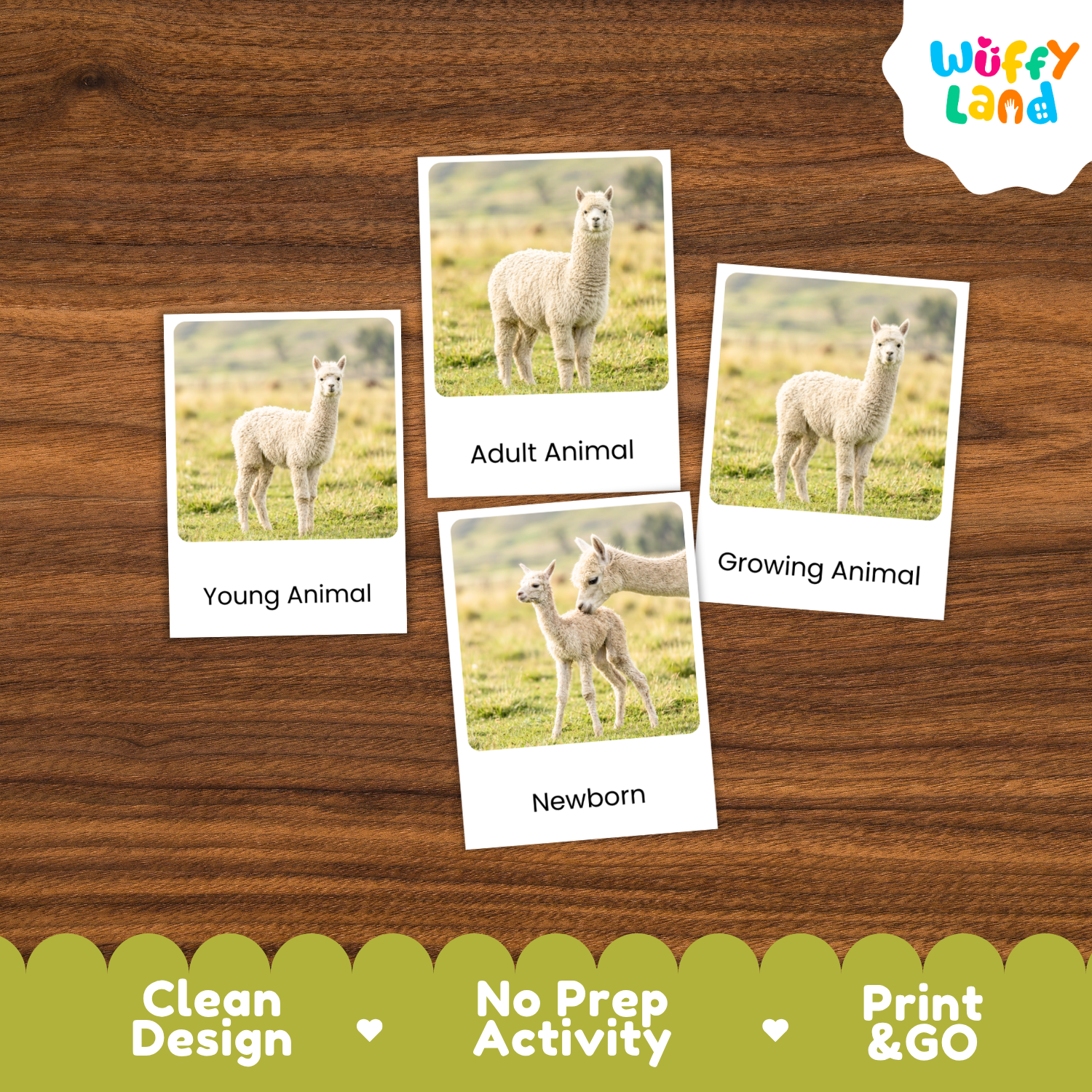 Four printed activity cards showing alpacas in different life stages, arranged on a brown wood background. The cards read 'Young Animal,' 'Adult Animal,' 'Growing Animal,' and 'Newborn.