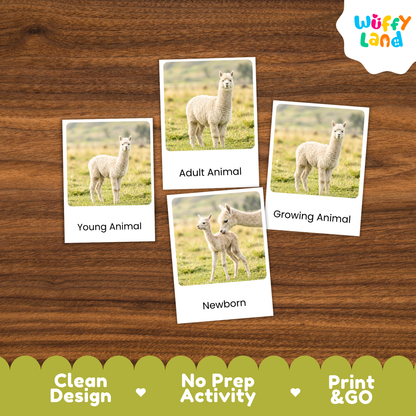 Four printed activity cards showing alpacas in different life stages, arranged on a brown wood background. The cards read 'Young Animal,' 'Adult Animal,' 'Growing Animal,' and 'Newborn.