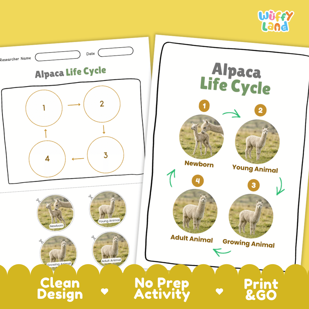 Alpaca Life Cycle Poster and Cut and Paste Activity Worksheets