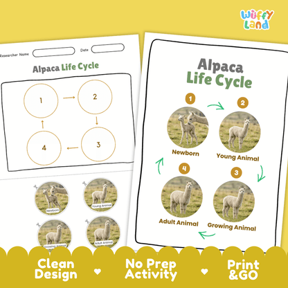 Alpaca Life Cycle Poster and Cut and Paste Activity Worksheets
