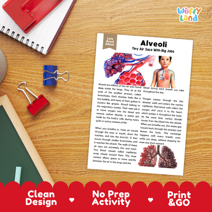 Student reading comprehension worksheet with short-answer questions and lined sections about human alveoli