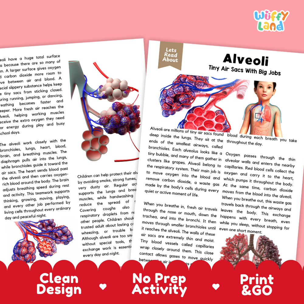 Teacher answer key page showing complete question solutions for Alveoli human body reading comprehension practice