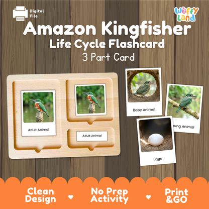 Amazon Kingfisher Life Cycle Flashcard set by Wiffy Land, featuring a wooden 3-part card tray with photos of adult, baby, and hatched animals, shown on a wood-grain background with promotional text.