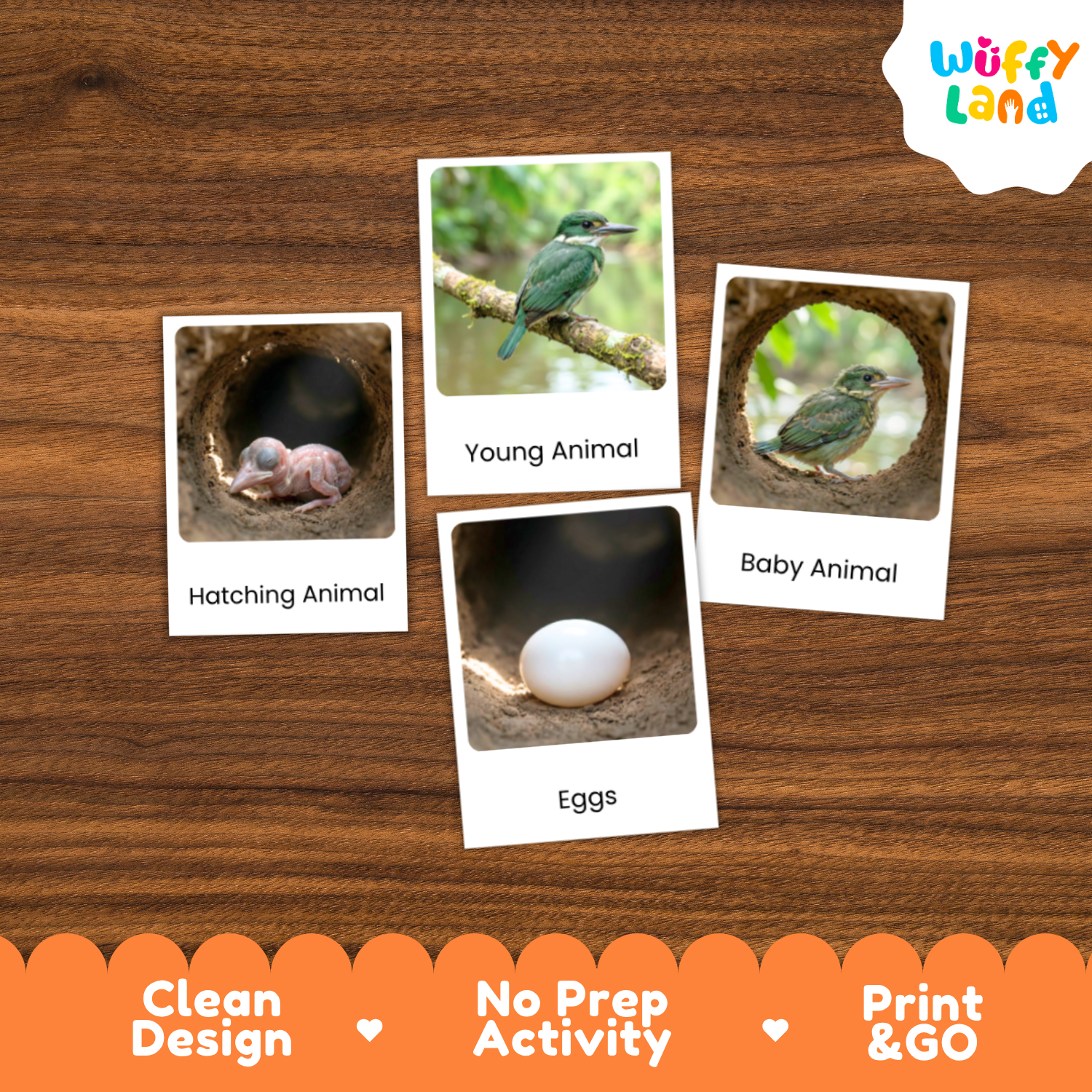 Educational animal activity cards for early learning, featuring images of a hatching animal, young animal, baby animal, and eggs on a wooden background. The cards are branded with the 'Wuffy Land' logo in the top right corner, and the bottom features an orange banner highlighting key selling points: 'Clean Design', 'No Prep Activity', and 'Print & GO'.