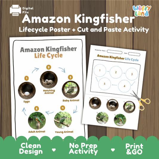 Amazon Kingfisher Life Cycle Poster and Cut and Paste Activity Worksheets