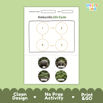 Educational reference chart poster showing the 4 stages of the ambarella tropical fruit life cycle from seed and germination to seedling and mature plant