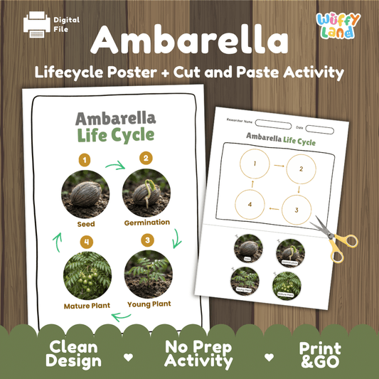 Ambarella plant life cycle educational poster and cut and paste printable sequencing activity featuring real photos for early science learners