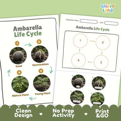 Print and go digital PDF plant science activity displaying clean design layout, researcher name line, and zero prep classroom format