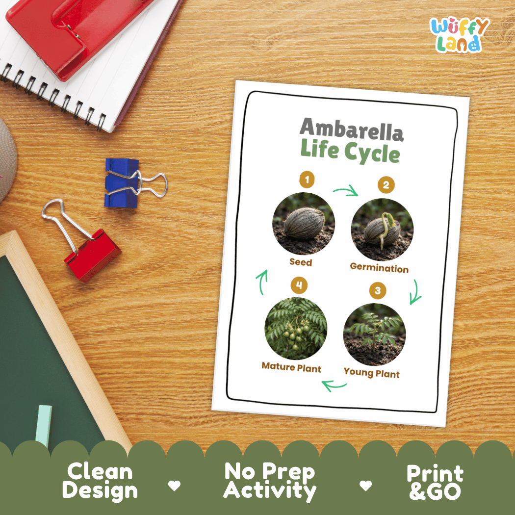 Hands-on cut and paste science worksheet with numbered circular slots for students to sequence real photo stages of an ambarella plant