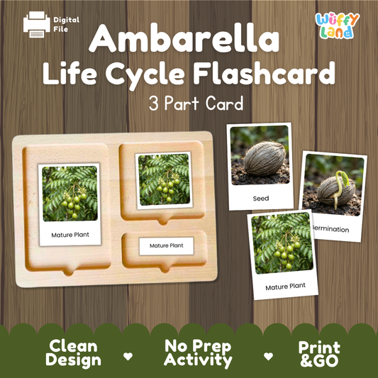 Montessori three-part cards featuring real photographs of ambarella tree growth stages including mature plant, young plant, and germination 🗂️🏷️