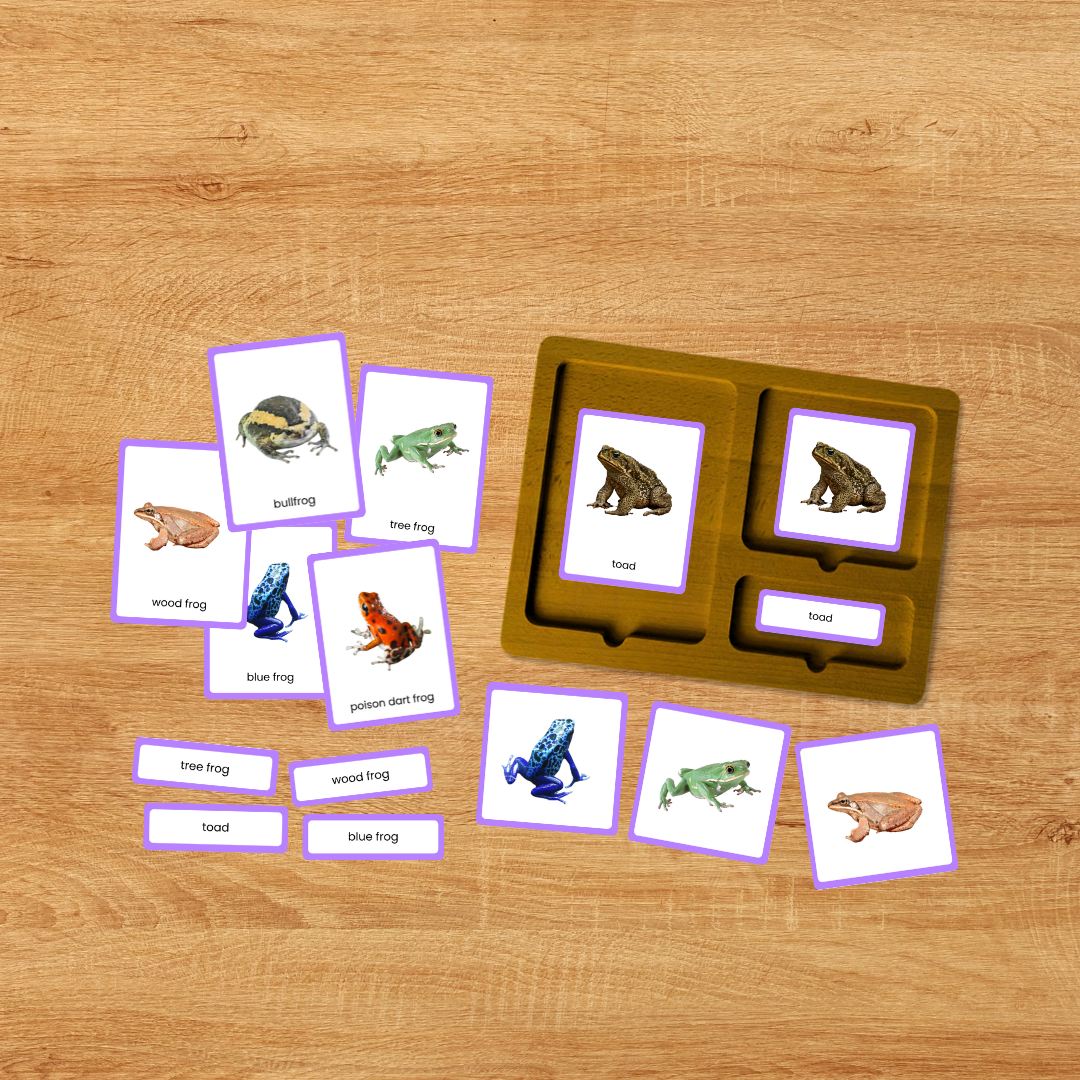 Amphibian nature study printable with Montessori 3 part cards for animal identification, vocabulary and zoology activities