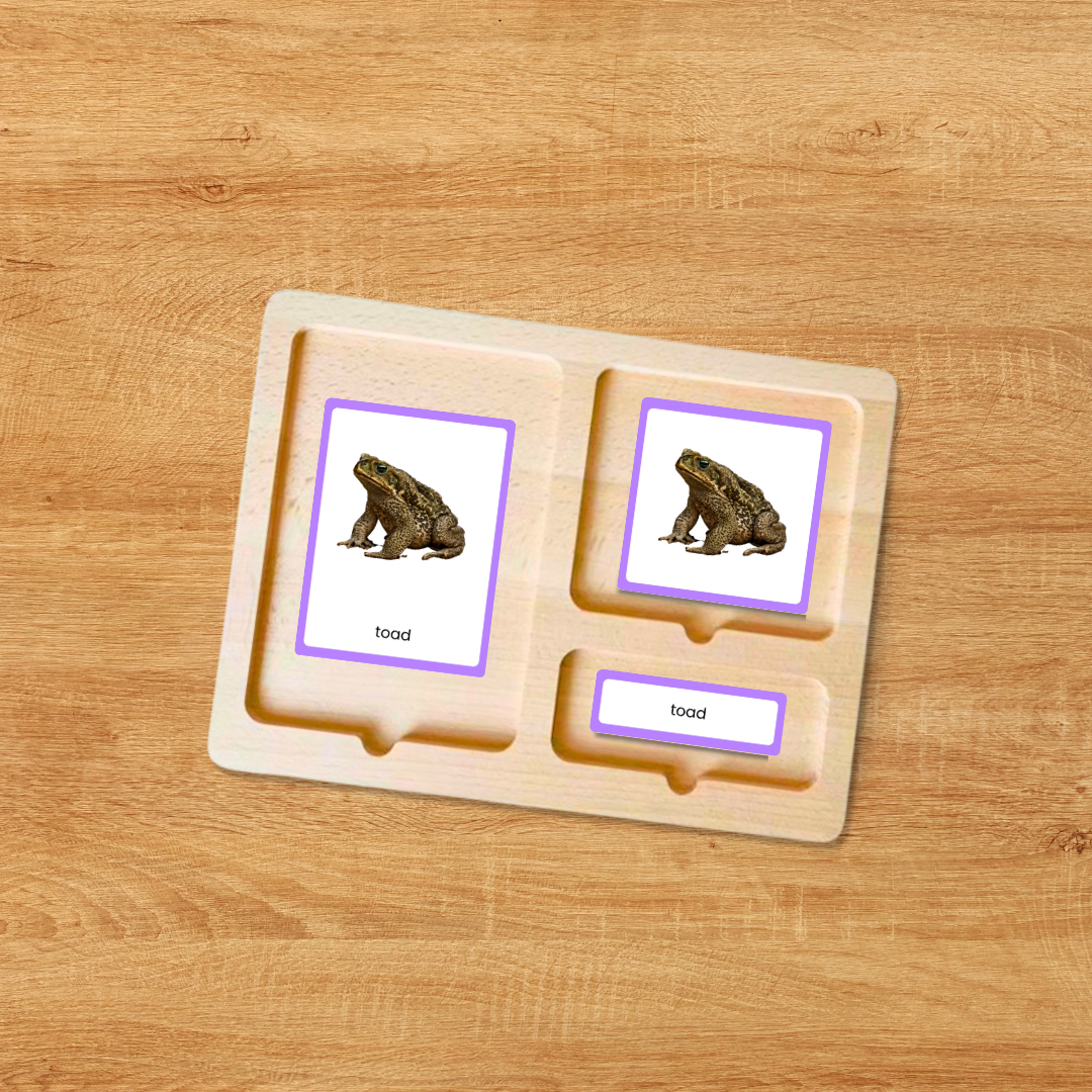 Printable amphibians science cards for kids featuring different frog and toad species for identification and nature study