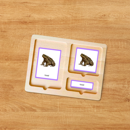 Printable amphibians science cards for kids featuring different frog and toad species for identification and nature study