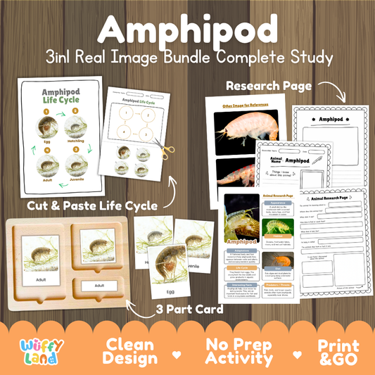Amphipod 3-in-1 real image bundle complete study cover showing cut and paste life cycle, 3 part cards, and research pages