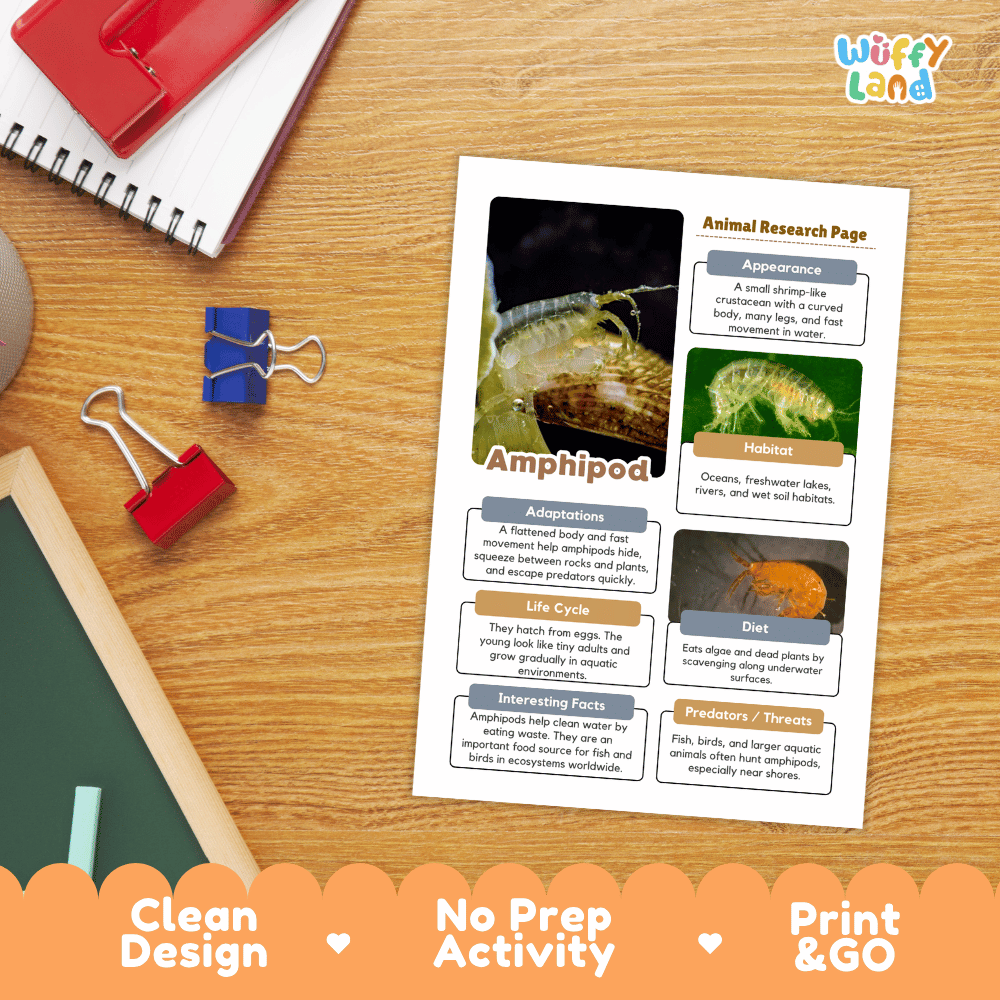 Amphipod Animal Research Page Worksheets