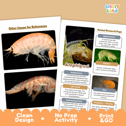 Amphipod Animal Research Page Worksheets