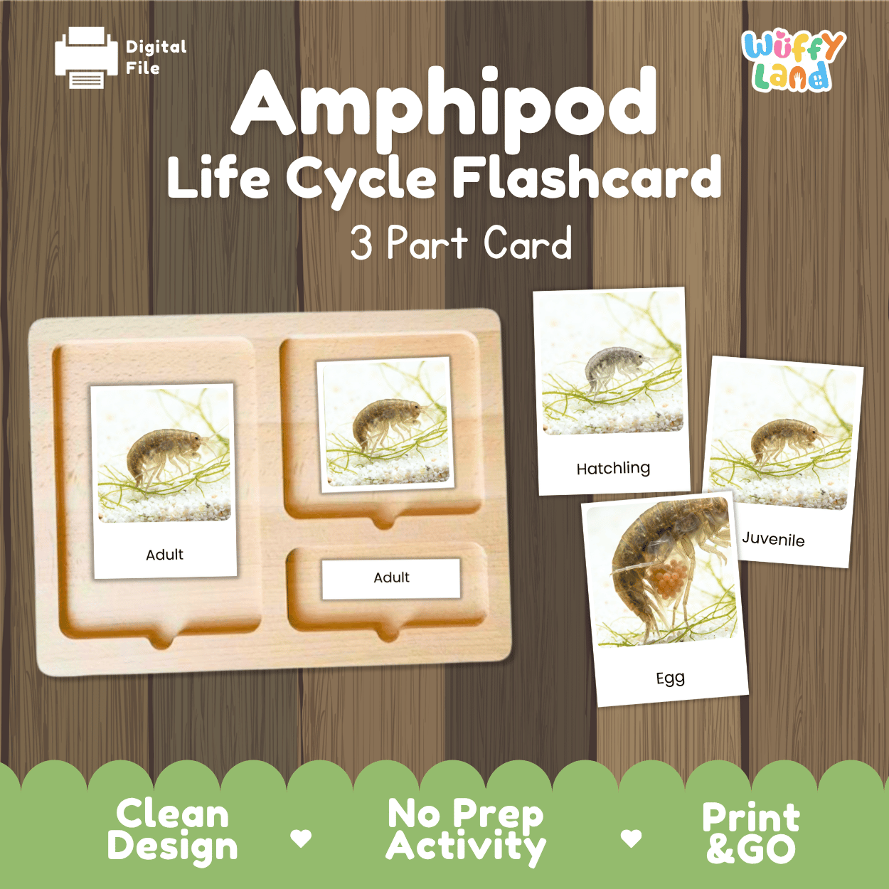 Amphipod Life Cycle Flashcard set shown on a wood-textured background, including a wooden tray with two adult cards and three smaller cards labeled Hatchling, Juvenile, and Egg. Text reads 'Amphipod Life Cycle Flashcard 3 Part Card' with a 'Digital File' icon and 'Wiffy Land' logo.