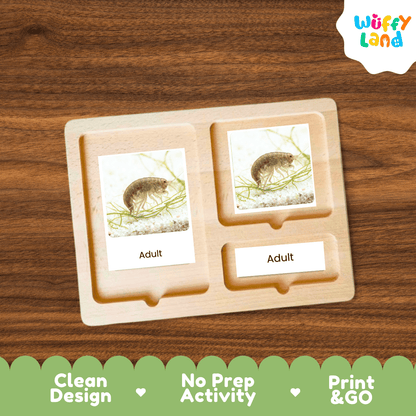 A wooden Montessori-style activity tray with three compartments, each holding a labeled card reading 'Adult' and showing a small animal photo, placed on a wood-grain surface. A 'Wuffy Land' logo appears in the top right, and a green banner at the bottom reads 'Clean Design', 'No Prep Activity', and 'Print & GO'.