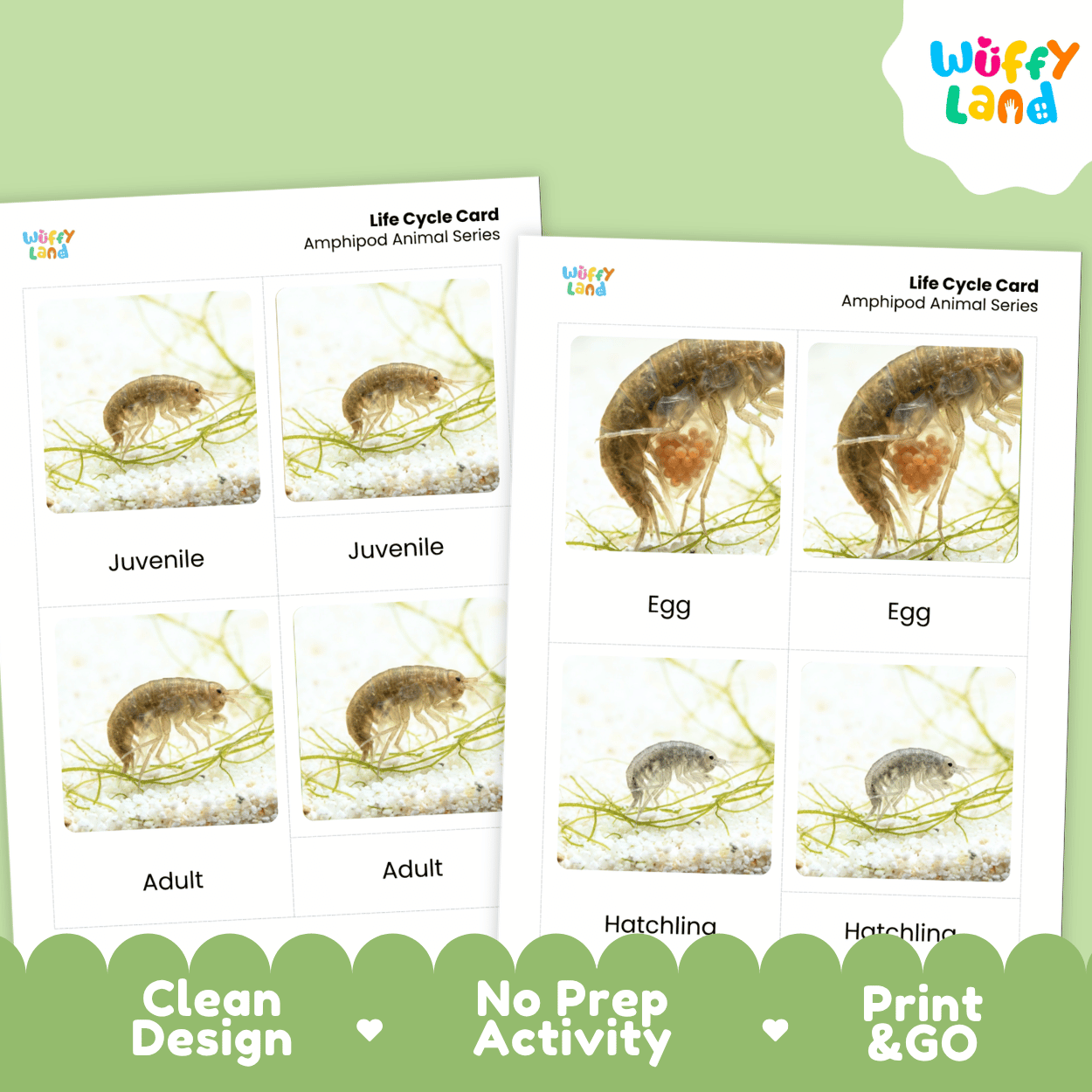 Two printed amphibian life cycle cards shown on a light green background, with the Wüffy Land logo in the top right and marketing text along the bottom. The cards show labeled panels for egg, juvenile, adult, and hatchling with small photos of an amphipod.
