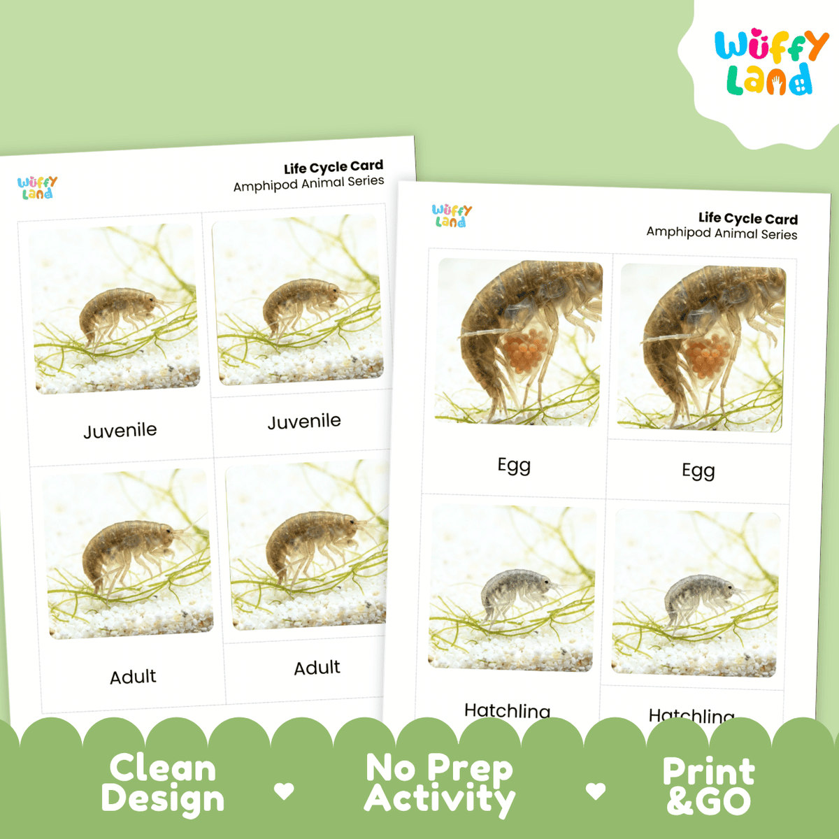 Two printed amphibian life cycle cards shown on a light green background, with the Wüffy Land logo in the top right and marketing text along the bottom. The cards show labeled panels for egg, juvenile, adult, and hatchling with small photos of an amphipod.